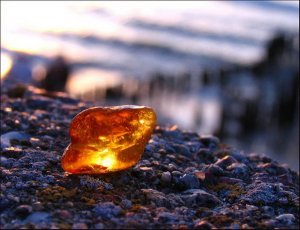 Происхождение янтаря